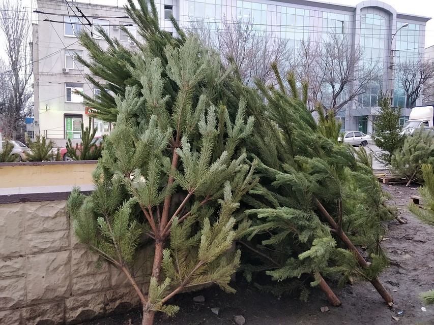 Сколько Стоят Новогодние Елки В Симферополе Сколько Стоят Новогодние Елки В Симферополе